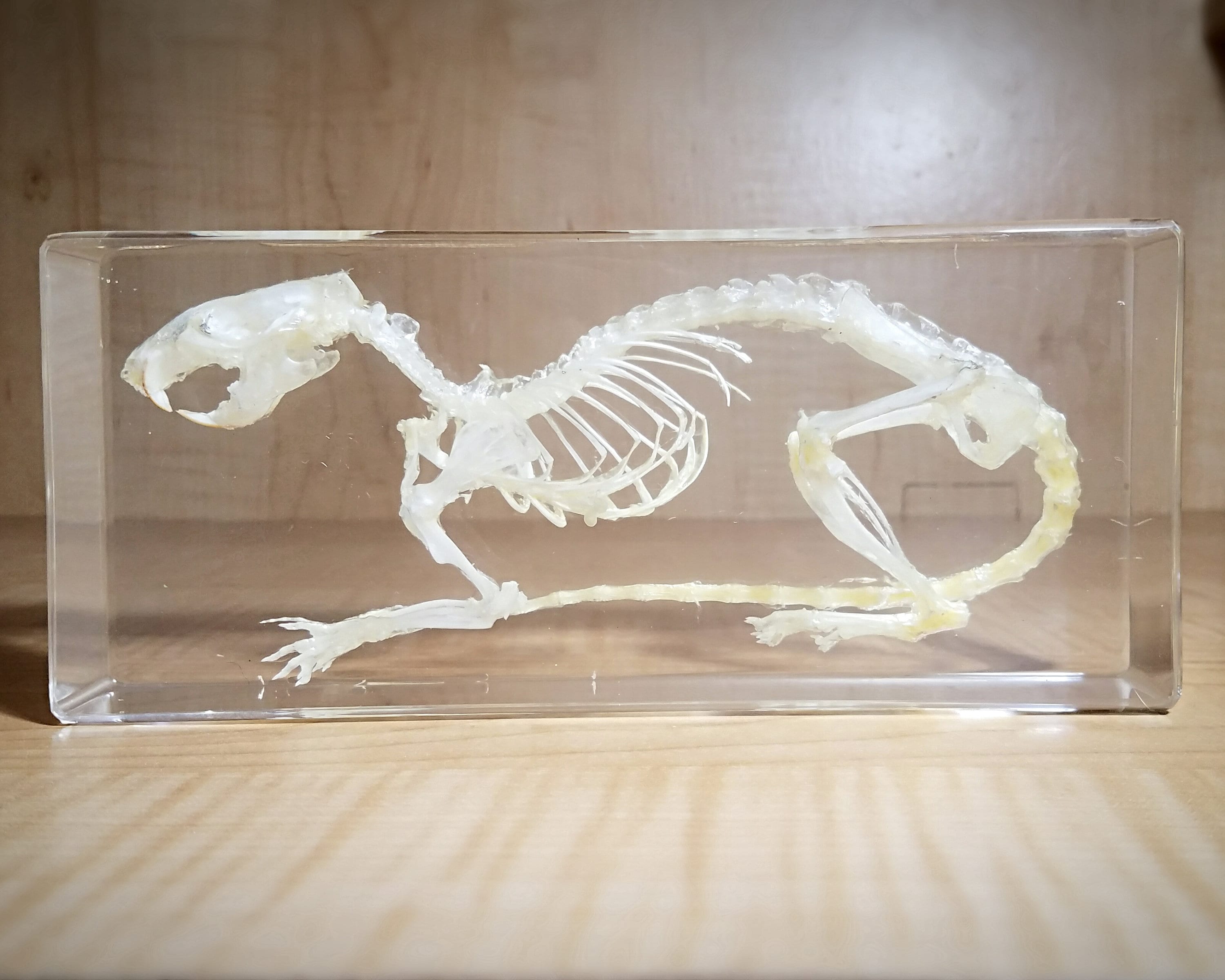 Rat Skeleton in Resin Real Rat Skull Lucite Oddities | Etsy