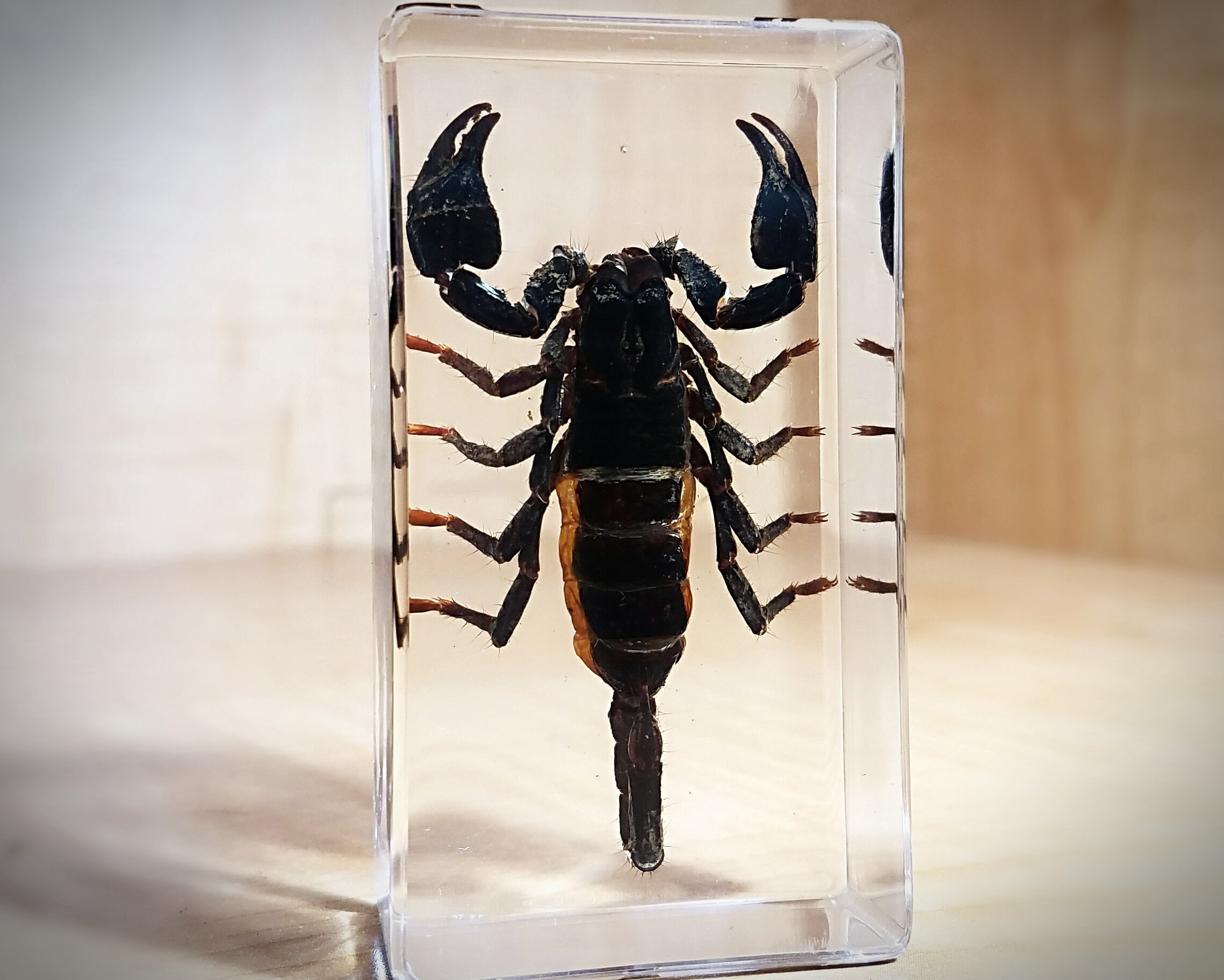 Real Striking Scorpion Heterometrus laoticus - Framed Taxidermy