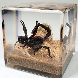 Scorpion in resin, scorpion diorama display, real bug in resin