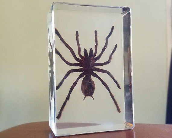 Huge Spider Solitaire 