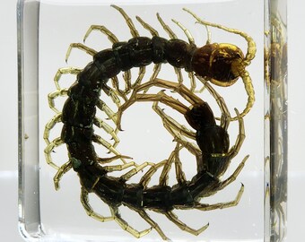 Centipede in Resin, Tiny insects in resin, oddities curiosities