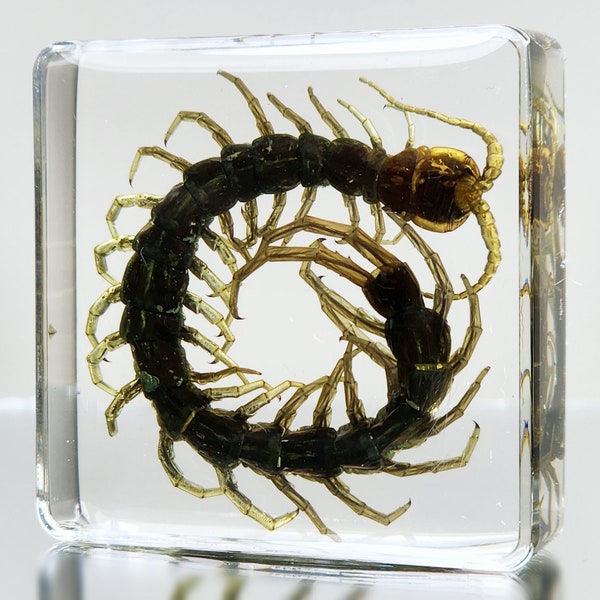 Centipede in Resin, Tiny insects in resin, oddities curiosities