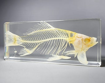 Large fish skeleton in resin, oddities curiosities, real animal skeleton