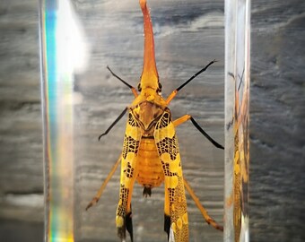 Lanternfly in resin, insects in resin, oddities curiosities, Pyrops candelaria