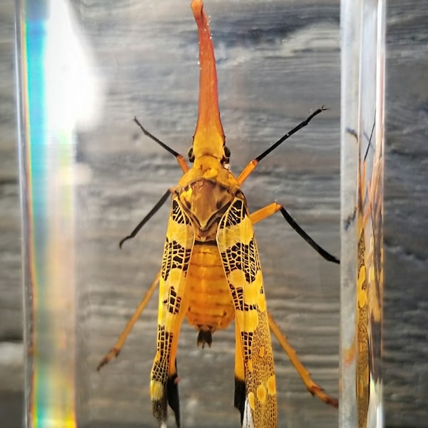 Lanternfly in resin, insects in resin, oddities curiosities, Pyrops candelaria