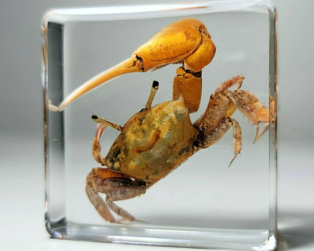 Fiddler Crab in Resin, Tiny Real Crab Specimen, Curiosities, Uca Crassipes  -  Canada