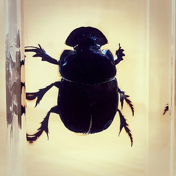 Dung beetle in resin, insects in resin, oddities curiosities