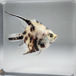 Real fish in resin, oddities, angelfish in resin, aquatic decor, Pterophyllum scalare image 1