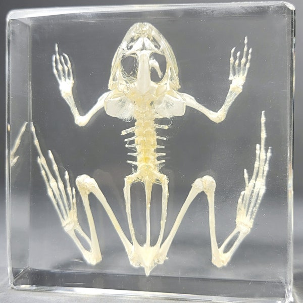 Toad skeleton in resin, real frog skeleton, oddities curiosities
