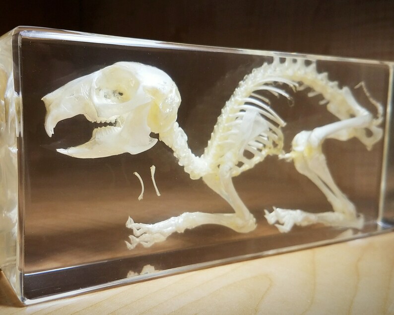 Rabbit Skeleton in Resin Rabbit Skull Lucite Oddities Etsy
