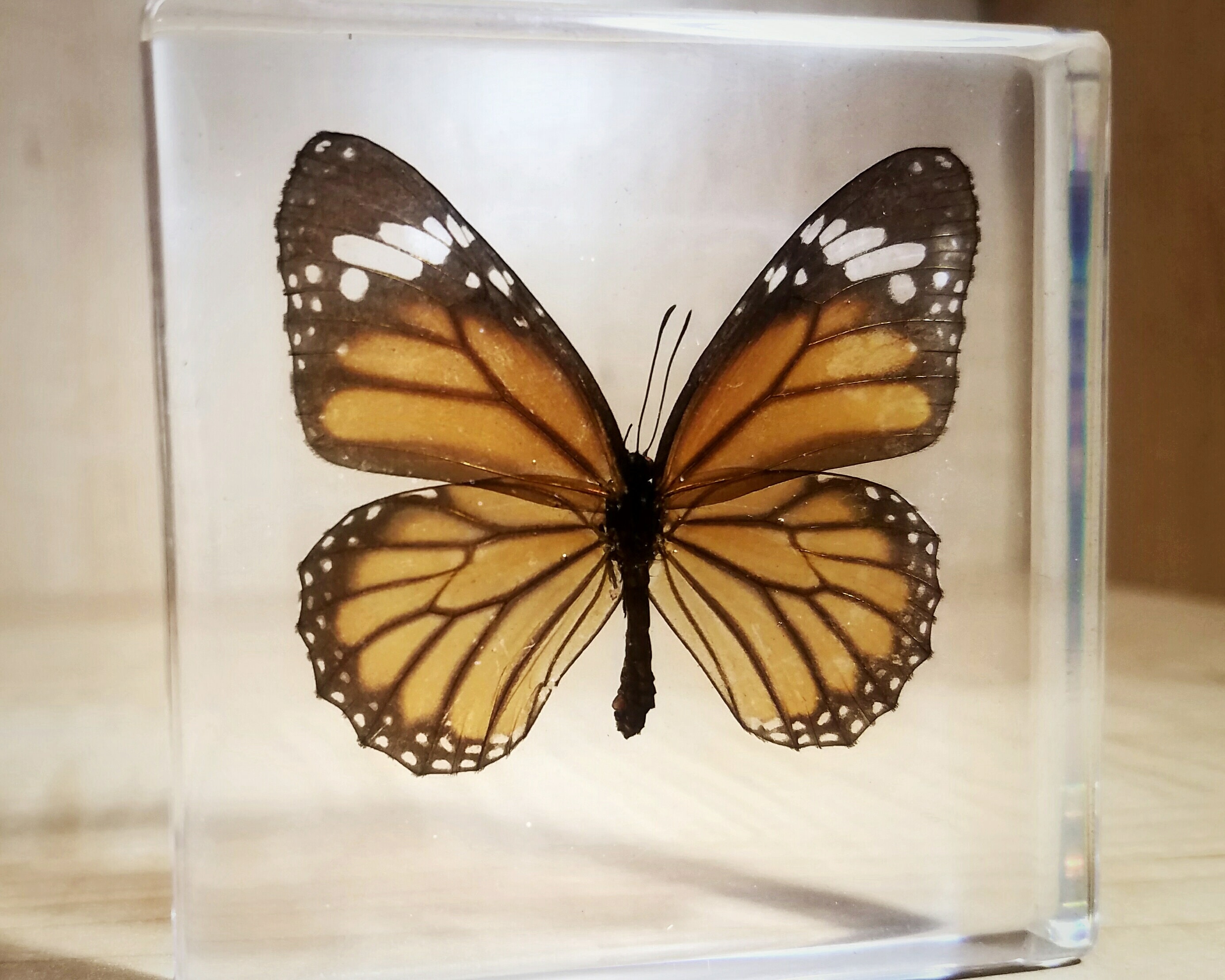 Epoxy resin butterfly deals