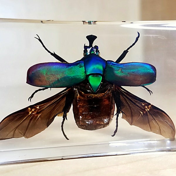 Chafer beetle wings open, insects in resin, green beetle, curiosities