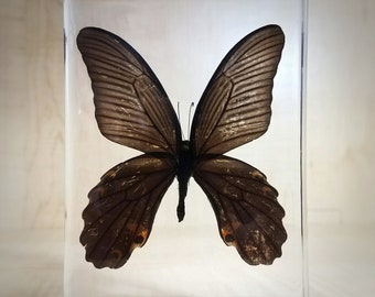 80mm Resin Butterfly Fairy Tale Girl Unpainted Unassembled tk064-1 