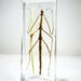 see more listings in the Specimens in Resin section