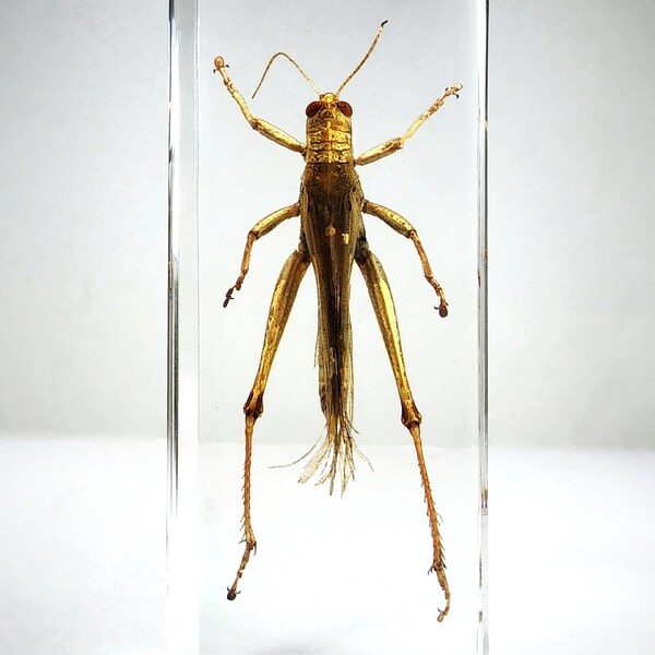 Large locust in resin, insects in resin, Grasshopper specimen, oddities curiosities