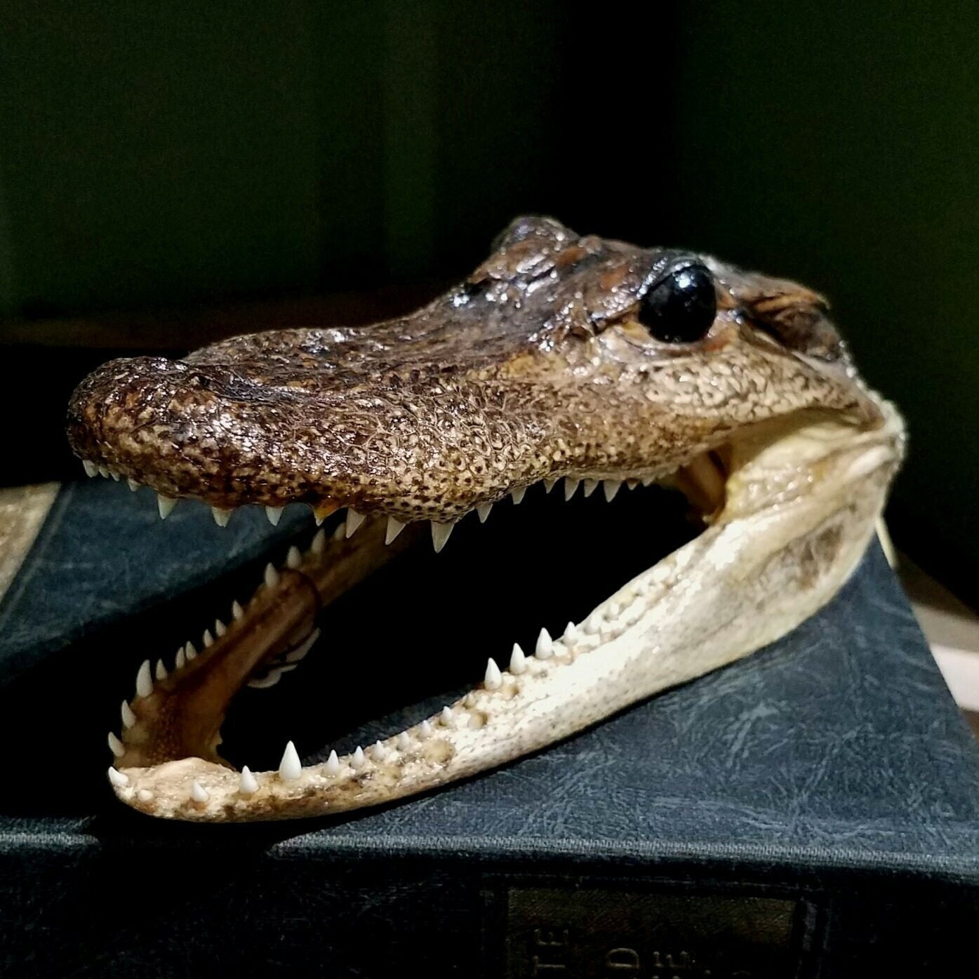 Stuffed alligator for best sale sale