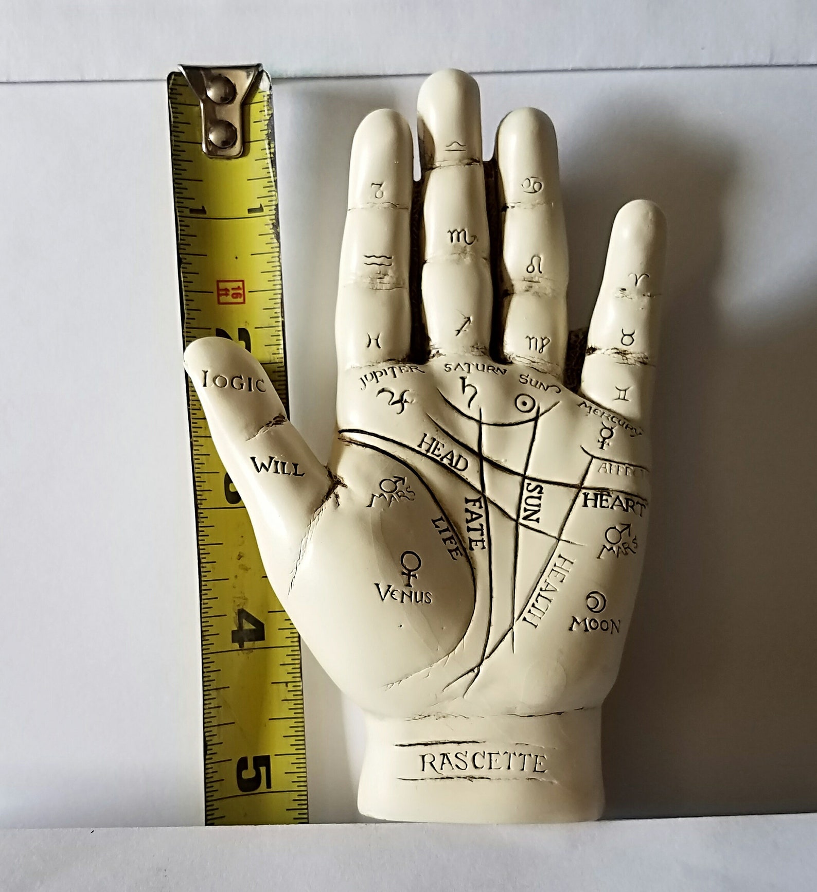 Palmistry Hand Fortune Telling Hand Oddities Curiosities Etsy