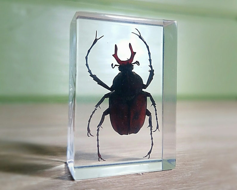 Real Insects Scarab Beetle In Crystal Clear Resin Information Specimen Art Gift