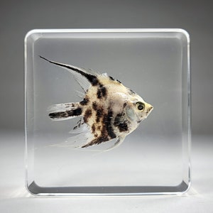 Real fish in resin, oddities, angelfish in resin, aquatic decor, Pterophyllum scalare image 2