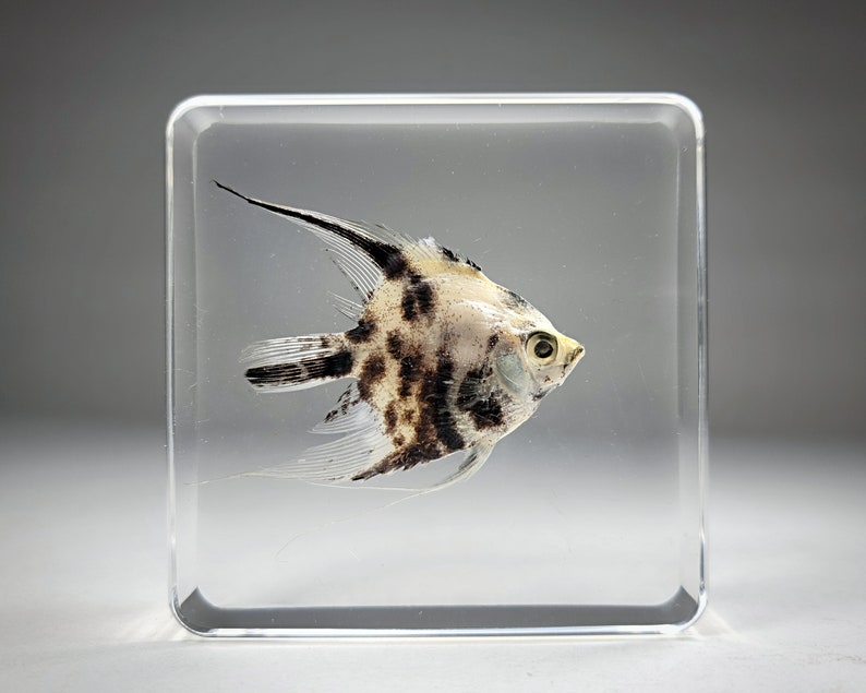 Real fish in resin, oddities, angelfish in resin, aquatic decor, Pterophyllum scalare image 2