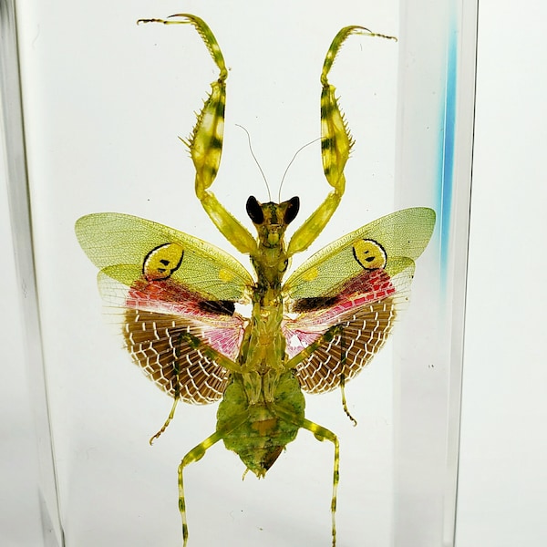 Flower mantis in resin, beautiful insect in resin, oddities curiosities