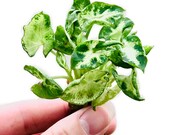 Syngonium Podophyllum quot Mini Pixie quot (Terrarium Arrowhead Plant) Super Dwarf Butterfly Plant