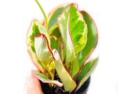 Peperomia clusiifolia Jelly (Variegated Red-edge Peperomia)