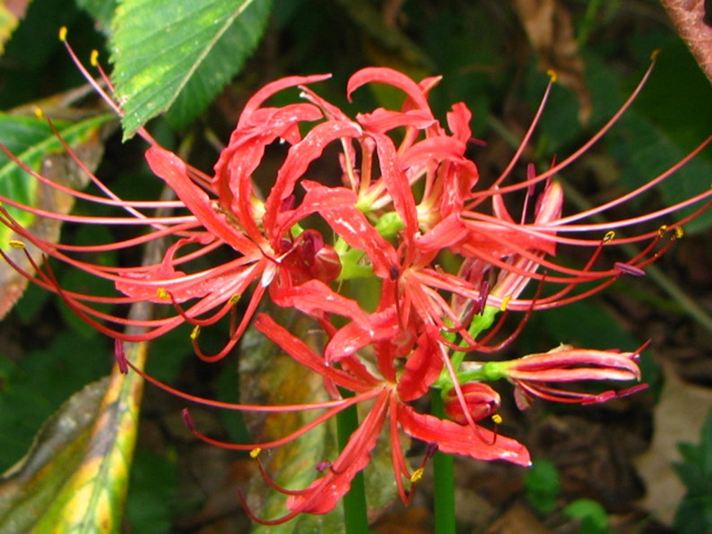 Home Garden Plant Lycoris Bulbs Bana Bulbs Red Lycoris Flowers Lycoris Radiata Bulb Spider Lily Bulbs Natural Growth Lycoris Plant