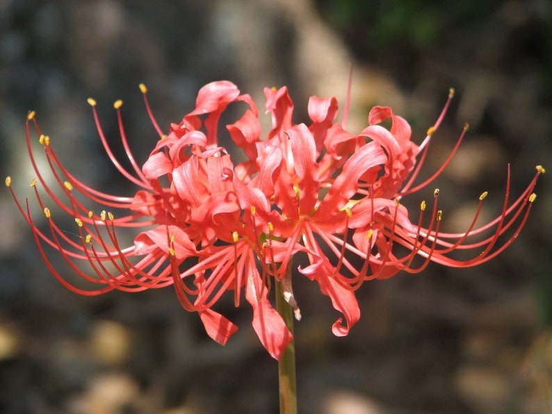 Home Garden Plant Lycoris Bulbs Bana Bulbs Red Lycoris Flowers Lycoris Radiata Bulb Spider Lily Bulbs Natural Growth Lycoris Plant