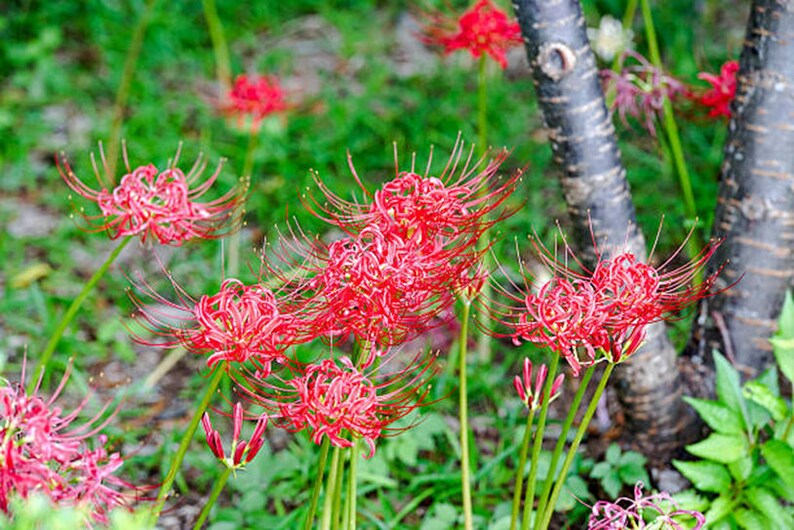 Home Garden Plant Lycoris Bulbs Bana Bulbs Red Lycoris Flowers Lycoris Radiata Bulb Spider Lily Bulbs Natural Growth Lycoris Plant