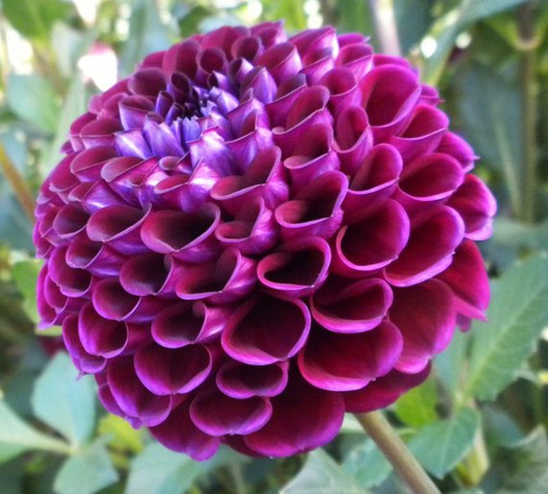 Dahlia Flowers Symbolizes Courage/&Lucky Not Seeds Dahlia Bulbs Orange Dahila