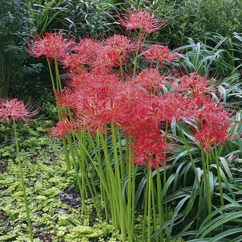 Home Garden Plant Lycoris Bulbs Bana Bulbs Red Lycoris Flowers Lycoris Radiata Bulb Spider Lily Bulbs Natural Growth Lycoris Plant