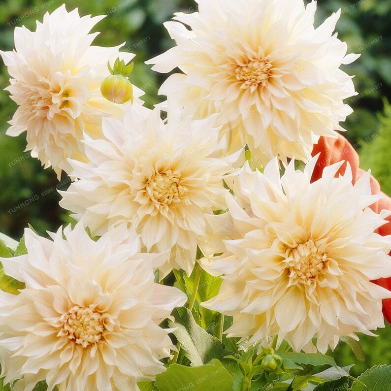 Dahlia Flower Bulbs White Dahlia Flowers Symbolizes Courage /& Lucky Dahlia Plant Not Dahlia Seeds Home Garden Plant Dahlia Bulbs