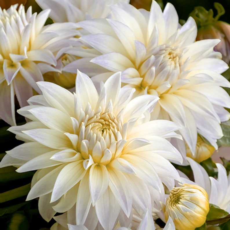 Dahlia Flower Bulbs White Dahlia Flowers Symbolizes Courage /& Lucky Dahlia Plant Not Dahlia Seeds Home Garden Plant Dahlia Bulbs