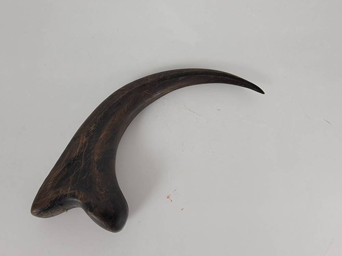 jurassic park fossil