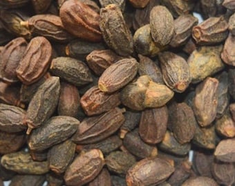 Dried Neem Seeds: Azadirachta Indica, Nimoli Beej