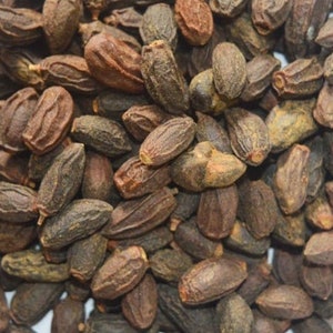 Neem Seeds,Neem Niboli,Azadirachta Indica Seeds,Nimboli Beej,Dried Neem Fruit,Nimodi,Neem Tree Seeds Herbs Whole