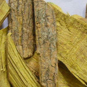May include: A pile of dried yellow and brown bark, likely used in herbal remedies or traditional medicine.