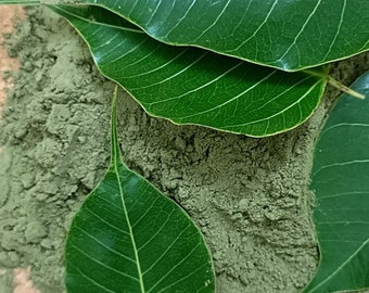 Ficus Religiosa Leaf Powder: Pipal Tree Herbs