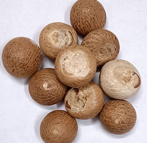 Betel nut price today discount