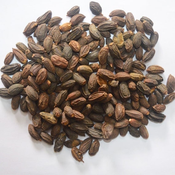 Dried Neem Seeds: Azadirachta Indica, Nimoli Beej