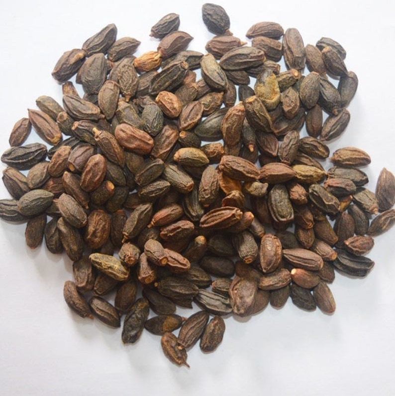 Neem Seeds,neem Niboli,azadirachta Indica Seeds,nimboli Beej,dried Neem