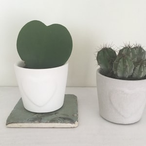 May include: Two white ceramic pots with heart-shaped designs. One pot contains a green heart-shaped plant, and the other pot contains a green cactus plant.