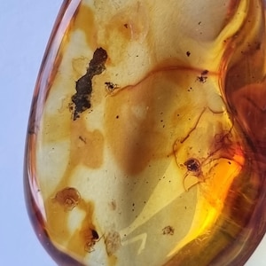 Pendentif insecte fossile en ambre de la Baltique, bijoux en argent 925, pendentif en pierre fossile d&#39;insecte naturel, cadeau de bijoux ambre insecte inclus pour elle