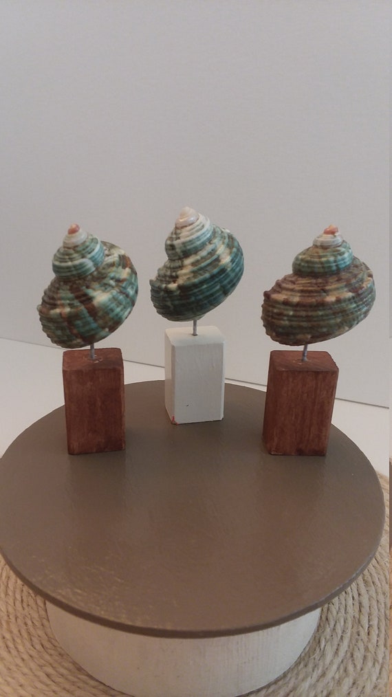 dollhouse shell