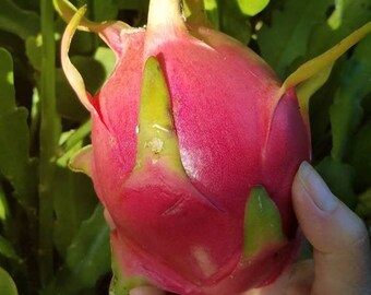 A 12+ feet, 7 years old specimen, custom design for your garden, 6 inch air rooted Organic Dragon Fruit. Kiwi texture. Sweet Fruits < 1 year