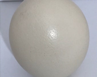 Ostrich Egg