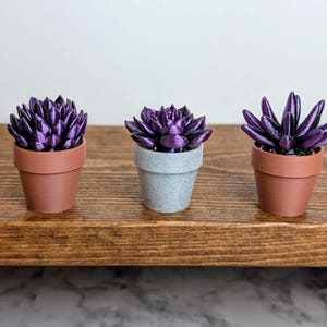 May include: Three miniature succulent plants in terracotta and gray pots. The succulents have vibrant purple leaves. The plants are arranged on a dark brown wooden shelf against a white background. The pots are small and detailed.