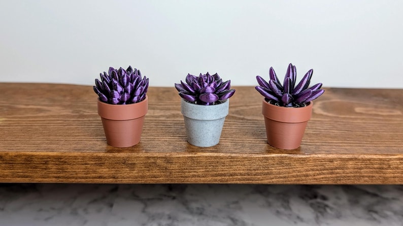 May include: Three miniature succulent plants in terracotta and gray pots. The succulents have vibrant purple leaves. The plants are arranged on a dark brown wooden shelf against a white background. The pots are small and detailed.