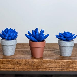 May include: Three small, artificial succulents in pots. The succulents are a vibrant blue color, contrasting with the neutral tones of the pots. One pot is terracotta, and the other two are gray. The plants sit on a wooden shelf.
